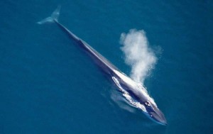 fin_whale