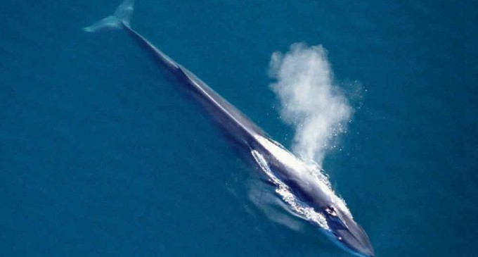 Nuevo santuario para ballenas y delfines en el Mediterráneo